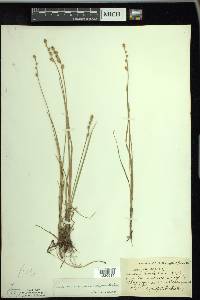 Carex canescens var. disjuncta image