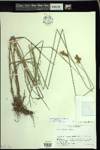 Carex bicknellii image