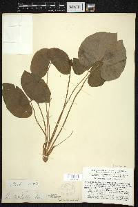 Jeffersonia diphylla image