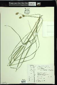 Carex bebbii image