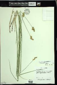 Carex bicknellii image