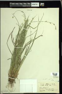 Carex canescens var. disjuncta image