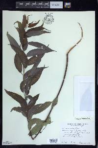 Salix amygdaloides image