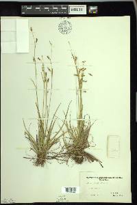 Carex capillaris image