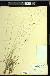 Carex capillaris image