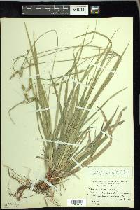 Carex austrina image