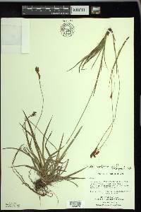 Carex castanea image