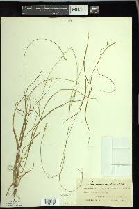 Carex brunnescens var. sphaerostachya image