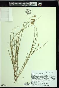 Carex bebbii image