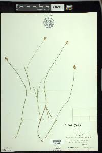 Carex chordorrhiza image