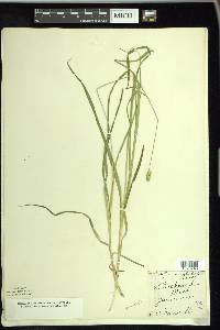 Carex cephaloidea image