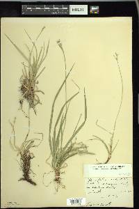 Carex austrina image