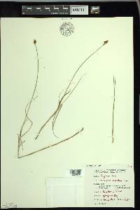 Carex chordorrhiza image