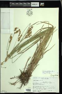 Carex bicknellii image