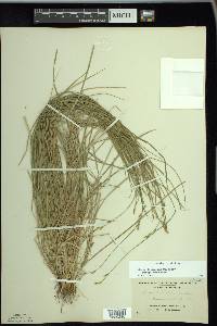 Carex bromoides image