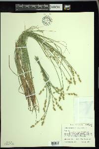 Carex canescens var. disjuncta image