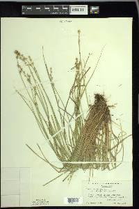 Carex canescens var. disjuncta image