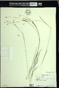 Carex capillaris image