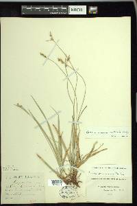 Carex austrina image