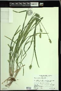 Carex cephaloidea image