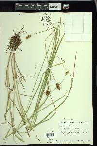 Carex bebbii image