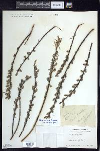 Salix sericea image