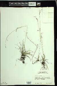 Carex capillaris image