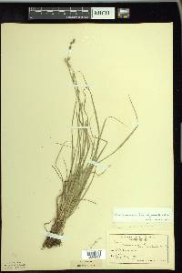 Carex canescens var. disjuncta image