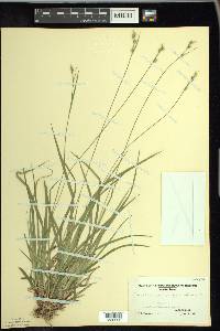 Carex austrina image