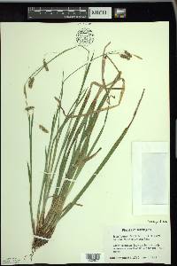 Carex castanea image