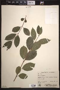 Viburnum lentago image