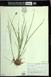 Carex bebbii image