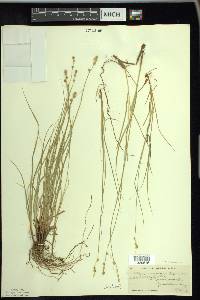 Carex canescens var. subloliacea image