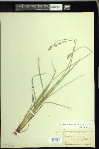 Carex canescens var. disjuncta image