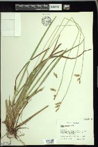 Carex castanea image