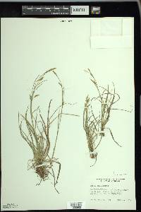 Carex capillaris image