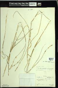 Carex canescens var. disjuncta image