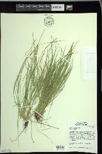 Carex bromoides image