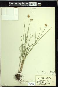 Carex bebbii image