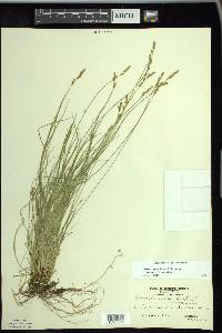 Carex bromoides image