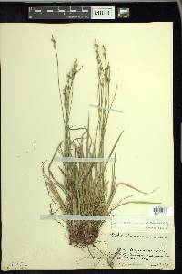 Carex austrina image