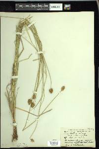 Carex bebbii image