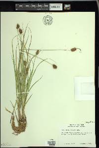 Carex bebbii image