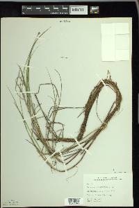 Carex chordorrhiza image