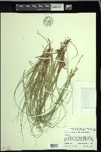 Carex canescens var. subloliacea image