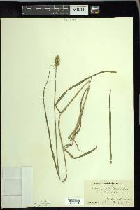 Carex cristatella image