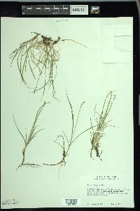 Carex disperma image