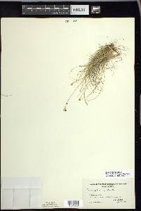 Carex eburnea image