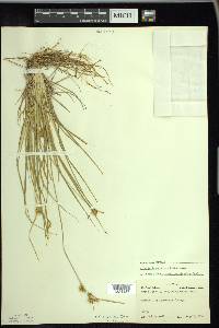 Carex cryptolepis image