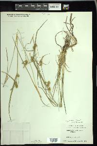 Carex cryptolepis image